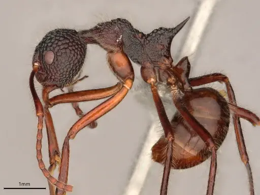 Dolichoderus indrapurensis specimen CASENT0866522 image casent0866522_3
