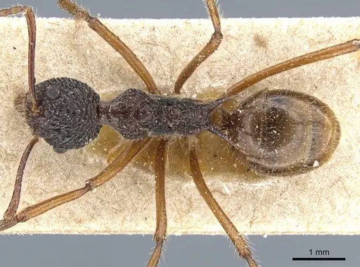 Dolichoderus indrapurensis specimen CASENT0905014 image casent0905014_1