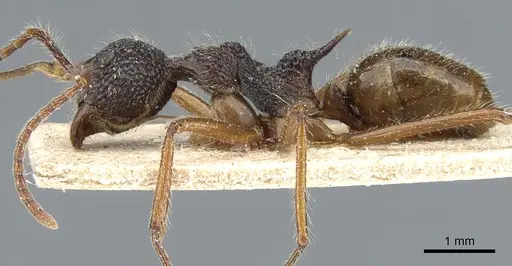 Dolichoderus indrapurensis specimen CASENT0905014 image casent0905014_3