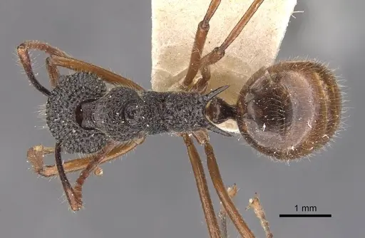Dolichoderus indrapurensis specimen CASENT0909483 image casent0909483_1