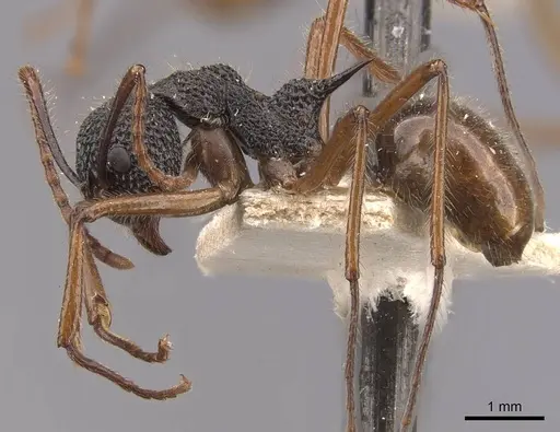 Dolichoderus indrapurensis specimen CASENT0909483 image casent0909483_3