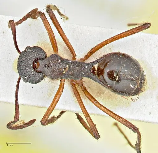 Dolichoderus indrapurensis specimen FOCOL2768 image focol2768_1
