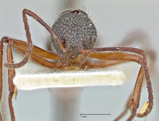 Dolichoderus indrapurensis specimen FOCOL2768 image focol2768_2