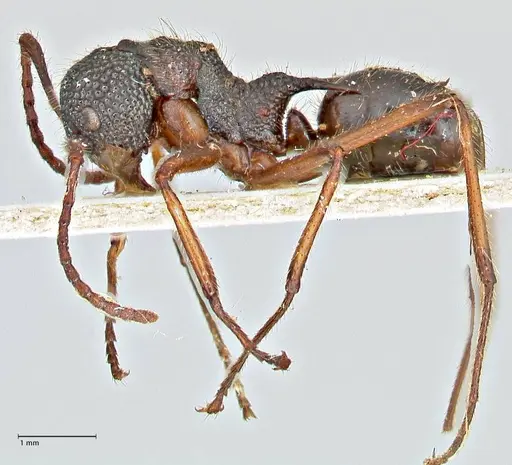 Dolichoderus indrapurensis specimen FOCOL2768 image focol2768_3