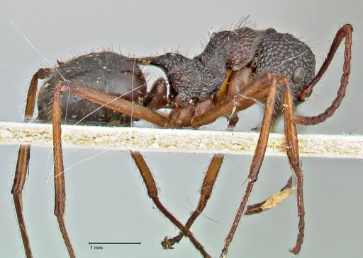 Dolichoderus indrapurensis specimen FOCOL2768 image focol2768_4