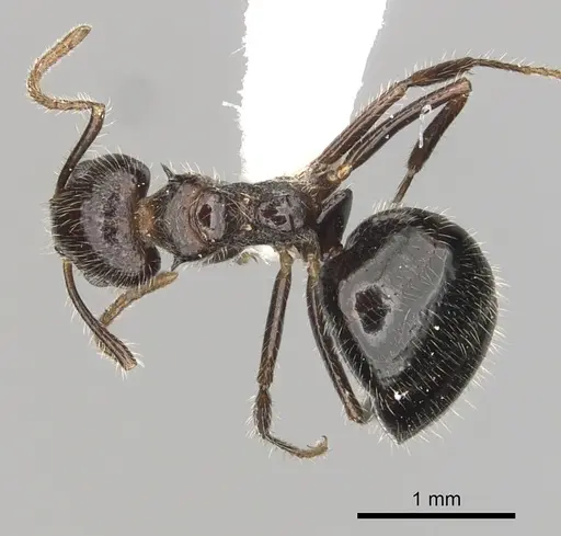 Dolichoderus inermis specimen CASENT0249659 image casent0249659_1