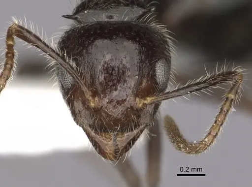 Dolichoderus inermis specimen CASENT0249659 image casent0249659_2