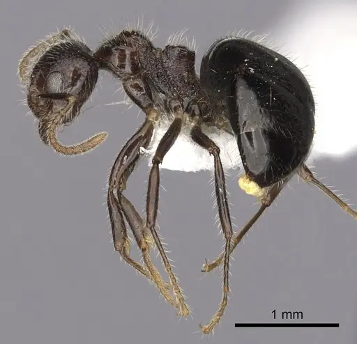 Dolichoderus inermis specimen CASENT0249659 image casent0249659_3