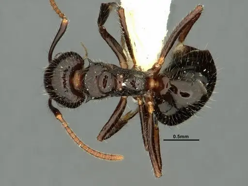 Dolichoderus inermis specimen CASENT0637892 image casent0637892_1