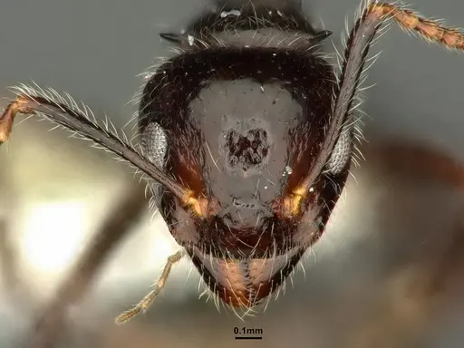 Dolichoderus inermis specimen CASENT0637892 image casent0637892_2