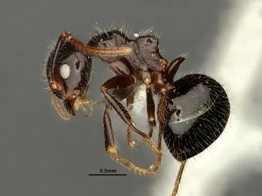 Dolichoderus inermis specimen CASENT0637892 image casent0637892_3