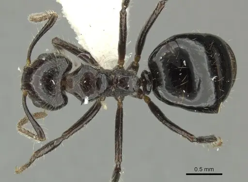 Dolichoderus inermis specimen JTLC000001355 image jtlc000001355_1