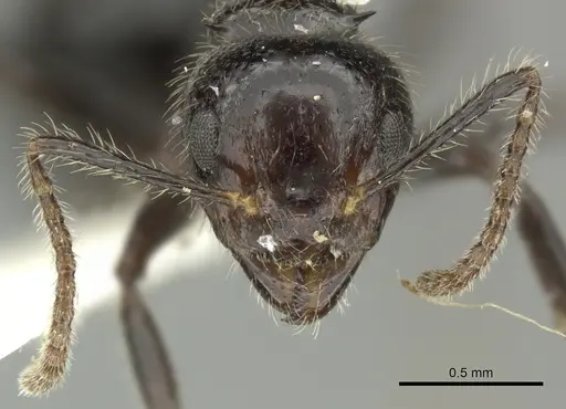 Dolichoderus inermis specimen JTLC000001355 image jtlc000001355_2