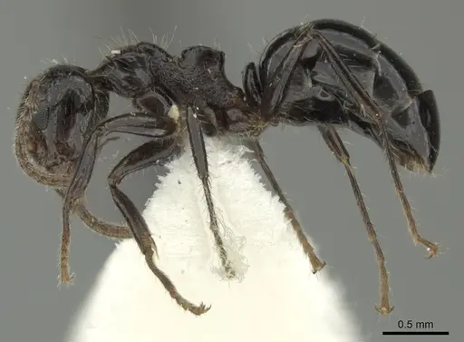 Dolichoderus inermis specimen JTLC000001355 image jtlc000001355_3