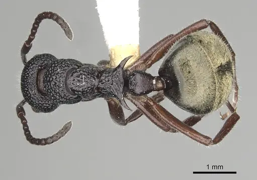 Dolichoderus inferus specimen CASENT0249567 image casent0249567_1