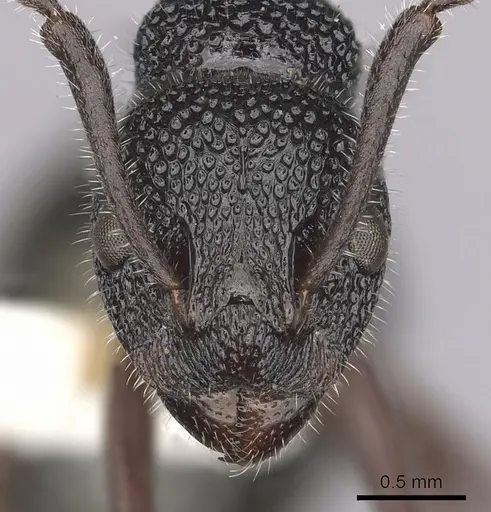 Dolichoderus inferus specimen CASENT0249567 image casent0249567_2