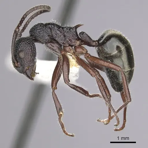 Dolichoderus inferus specimen CASENT0249567 image casent0249567_3