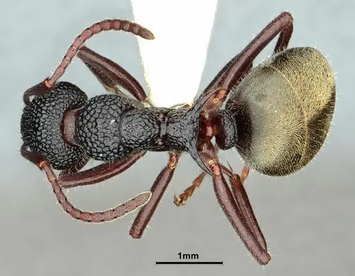Dolichoderus inferus specimen CASENT0886068 image casent0886068_1