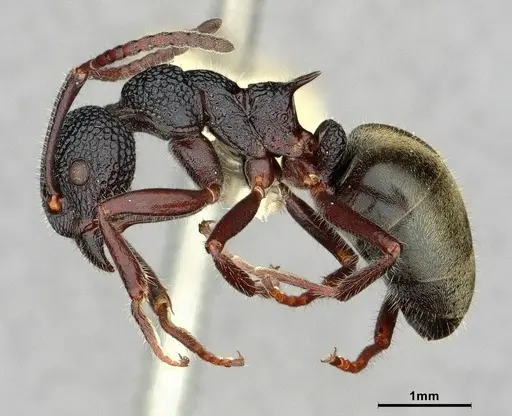 Dolichoderus inferus specimen CASENT0886068 image casent0886068_3