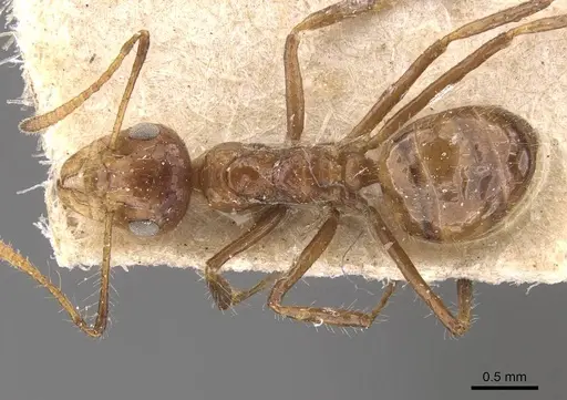 Dolichoderus jacobsoni specimen CASENT0909484 image casent0909484_1