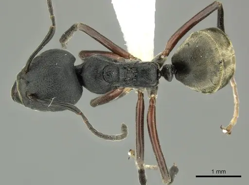 Dolichoderus kinabaluensis specimen CASENT0616945 image casent0616945_1