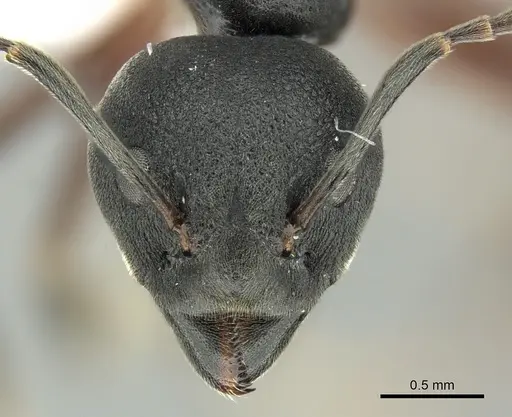 Dolichoderus kinabaluensis specimen CASENT0616945 image casent0616945_2