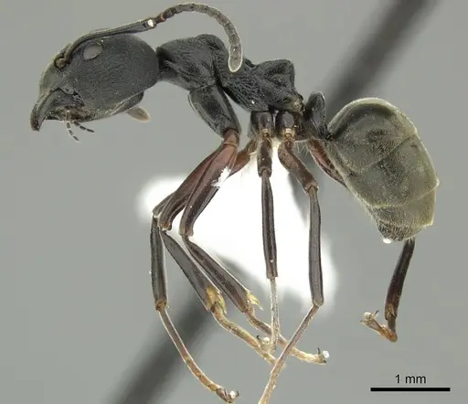 Dolichoderus kinabaluensis specimen CASENT0616945 image casent0616945_3