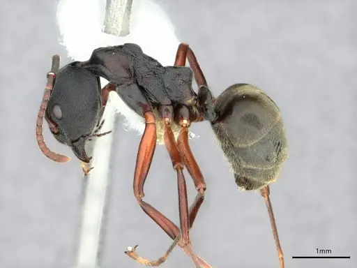 Dolichoderus kinabaluensis specimen CASENT0886016 image casent0886016_3