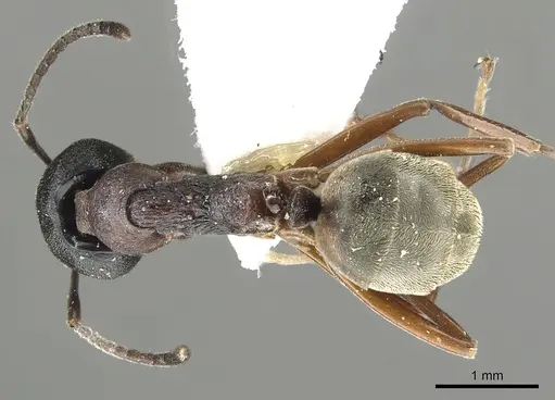 Dolichoderus kinabaluensis specimen CASENT0902965 image casent0902965_1