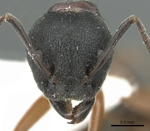 Dolichoderus kinabaluensis specimen CASENT0902965 image casent0902965_2