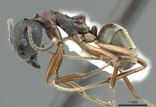 Dolichoderus kinabaluensis specimen CASENT0902965 image casent0902965_3