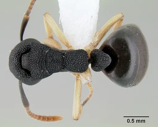 Dolichoderus lamellosus specimen CASENT0106159 image casent0106159_1