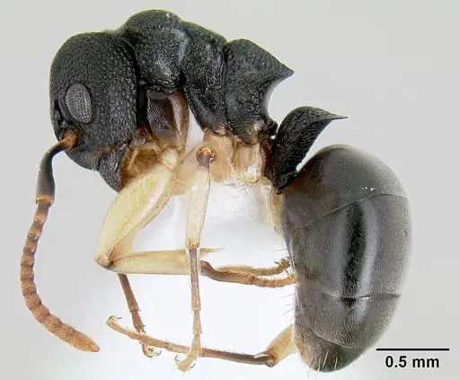 Dolichoderus lamellosus specimen CASENT0106159 image casent0106159_3