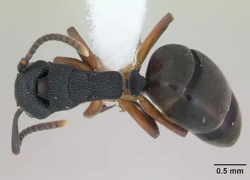 Dolichoderus lamellosus specimen CASENT0173838 image casent0173838_1