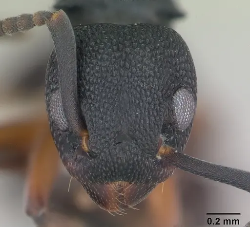 Dolichoderus lamellosus specimen CASENT0173838 image casent0173838_2