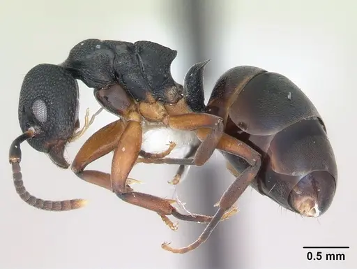 Dolichoderus lamellosus specimen CASENT0173838 image casent0173838_3