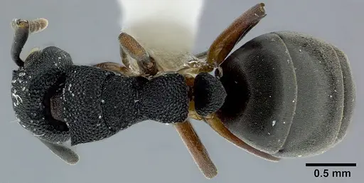 Dolichoderus lamellosus specimen CASENT0246570 image casent0246570_1