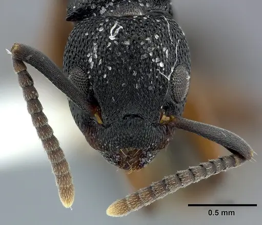 Dolichoderus lamellosus specimen CASENT0246570 image casent0246570_2