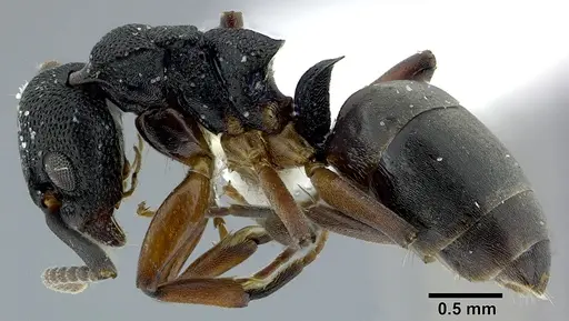 Dolichoderus lamellosus specimen CASENT0246570 image casent0246570_3