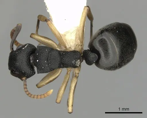 Dolichoderus lamellosus specimen CASENT0249654 image casent0249654_1