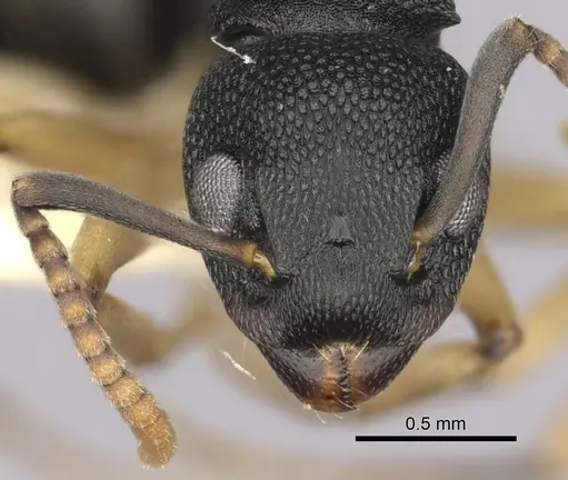Dolichoderus lamellosus specimen CASENT0249654 image casent0249654_2