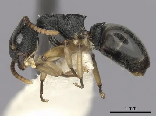 Dolichoderus lamellosus specimen CASENT0249654 image casent0249654_3