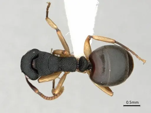 Dolichoderus lamellosus specimen CASENT0866536 image casent0866536_1