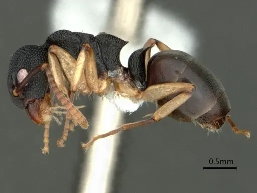 Dolichoderus lamellosus specimen CASENT0866536 image casent0866536_3