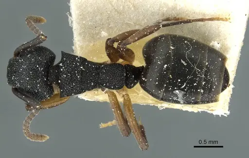 Dolichoderus lamellosus specimen CASENT0911517 image casent0911517_1