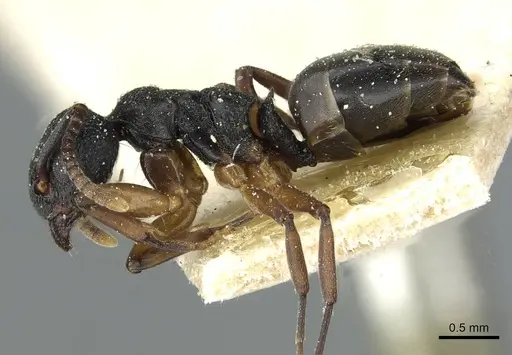 Dolichoderus lamellosus specimen CASENT0911517 image casent0911517_3