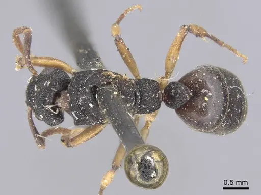 Dolichoderus lamellosus specimen CASENT0915566 image casent0915566_1