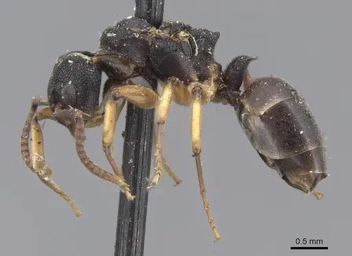 Dolichoderus lamellosus specimen CASENT0915566 image casent0915566_3