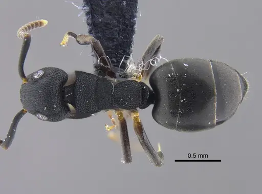 Dolichoderus lamellosus specimen CBUMAGENT41848 image cbumagent41848_1
