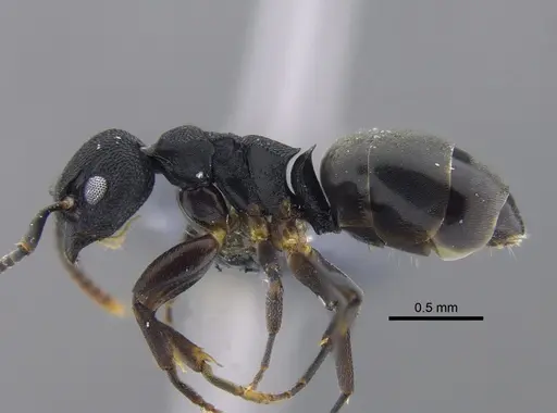 Dolichoderus lamellosus specimen CBUMAGENT41848 image cbumagent41848_3